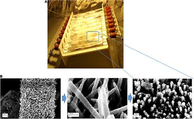 Ecosafety Screening of Photo-Fenton Process for the Degradation of Microplastics in Water